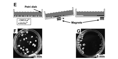 Graphical Abstract for Publication 5 - Paramagnetic Ionotropic Hydrogels